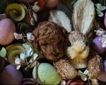 Crvene patuljaste i toy pudle